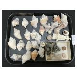 Seashells, Stones, Bone.