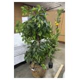 Artificial Ficus & Lemon Tree.