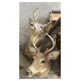 (2) Taxidermy Wall Mount Whitetail Buck.