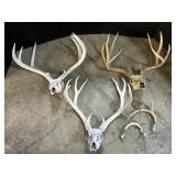 Taxidermy Buck Skulls & Antlers.