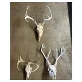 3 Taxidermy Buck Skulls.
