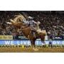 LIVE AUCTION-NFR Package
