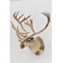 Caribou Trophy Mount