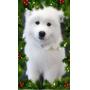 Merry Christmas! Auction Notes from "Almond Joy"