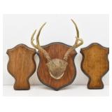 Deer Antler Mount & 2 Wood Trophy Boards