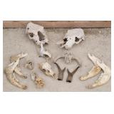 Animal Skulls, Jaw Bones, Horns & More