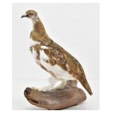 Willow Ptarmigan Mount (Alaska State Bird)