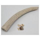 Tusk Like Bone Artifact, Elk Ivory, 2-Small ...