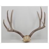 Trophy Mule Deer Rack / Antlers