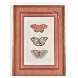 Old Edir Ella Lithograph Butterflies Print