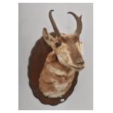 Pronghorn Antelope Mount