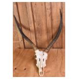 Waterbuck Skull Trophy Mount *