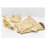 Bushpig Skull Trophy Mount & Salted Hide/Cape