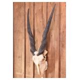 Livingston Eland Skull Trophy Mount