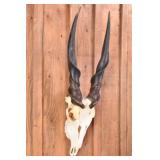 Cape Eland Skull Trophy Mount