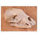 Bear Skull Trophy Mount
