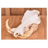 Warthog Skull Trophy Mount