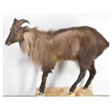 Himalayan Tahr Full Body Mount