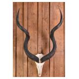 Kudu Skull Trophy Mount