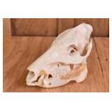 Bushpig? Skull Trophy Mount