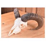 Muflon Sheep Skull Trophy Mount & Tanned Hide/Cape