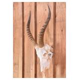 White Blesbok Skull Trophy Mount