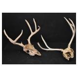 (2) Deer Antlers & Skulls