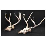 (2) Deer Antlers & Skulls