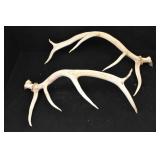 Elk Antlers 5 Point Set