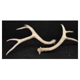 (2) Deer Antlers, 3-Point & 4-Point