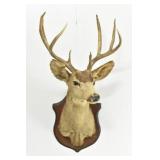 Trophy Mule Deer Shoulder Mount on Wooden Wall