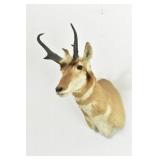 Pronghorn Buck Antelope Taxidermy Shoulder Mount