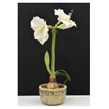 Faux White Amaryllis Bulb in Decorative Planter