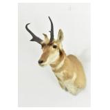 Pronghorn Buck Antelope Taxidermy Shoulder Mount