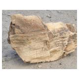 Petrified Wood 12" x 8"