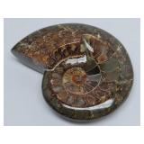 Ammonite Polished Fossil Stone Specimen