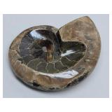 Ammonite Polished Fossil Stone Specimen
