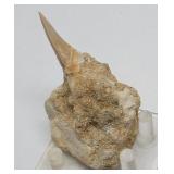 Prehistoric Fossilized Shark Tooth