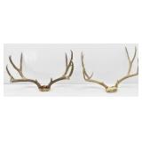 (2) Deer Antlers