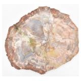 Polished Petrified Wood Slice Beautiful 11' Dia