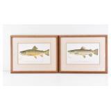 The Brook Trout & The  Brown Trout Denton Prints