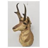 Pronghorn Buck Antelope Taxidermy Shoulder Mount
