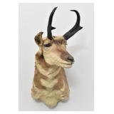 Pronghorn Buck Antelope Taxidermy Shoulder Mount