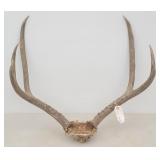 Mule Deer Rack / Antlers 3 X 3