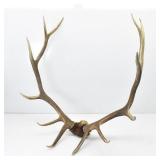 Trophy 6 Point Elk Rack / Antlers