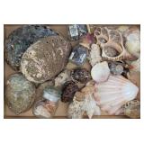 Large Abalone Shells, Scallop & Conch Shells...