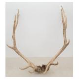 Trophy Six Point Elk Rack / Antlers