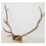 Trophy Five Point Elk Rack / Antlers