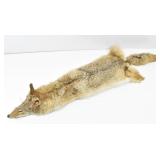 Tanned Coyote Pelt