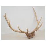 Elk Antlers / Rack 4 X 5